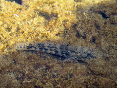 Frillfin Goby photo 4