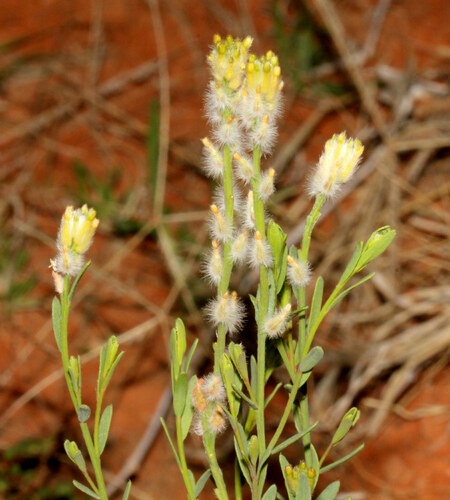 Pimelea trichostachya Lindl.