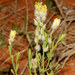 Pimelea trichostachya - Photo (c) Pete Woodall, μερικά δικαιώματα διατηρούνται (CC BY-NC), uploaded by Pete Woodall