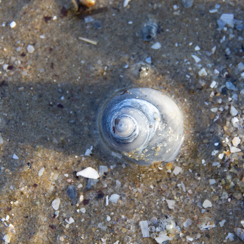 Conuber conicum