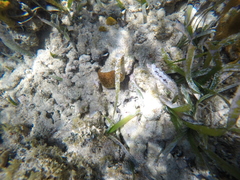 Dichocoenia stokesii