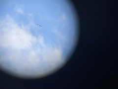 Sarcoramphus papa image