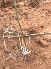 Androstephium breviflorum