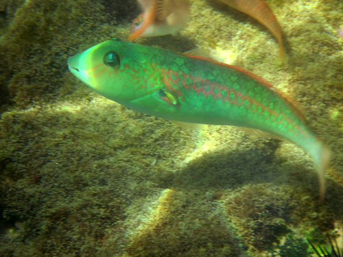 Blauwlip-papegaaivis (Cryptotomus roseus) — Scaridae — 4