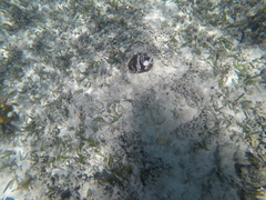Clypeaster rosaceus