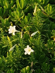 Lilium longiflorum