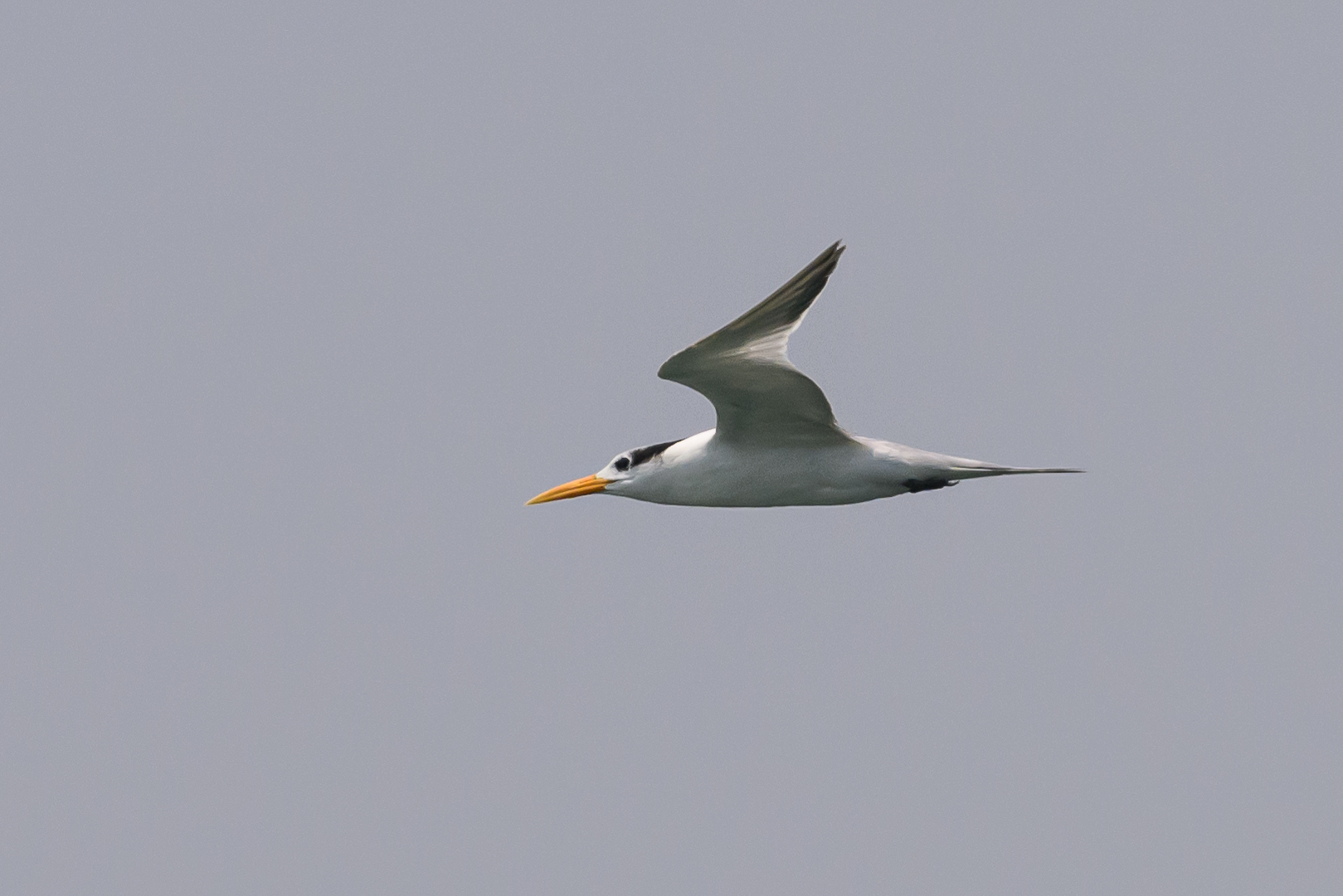 Lesser Crested Tern