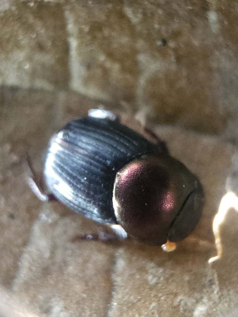 Onthophagus denticollis