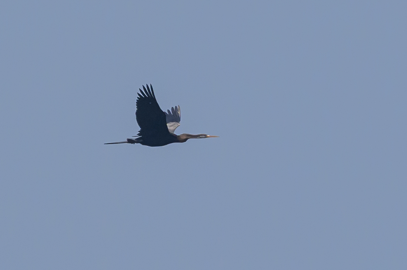 Oriental Darter