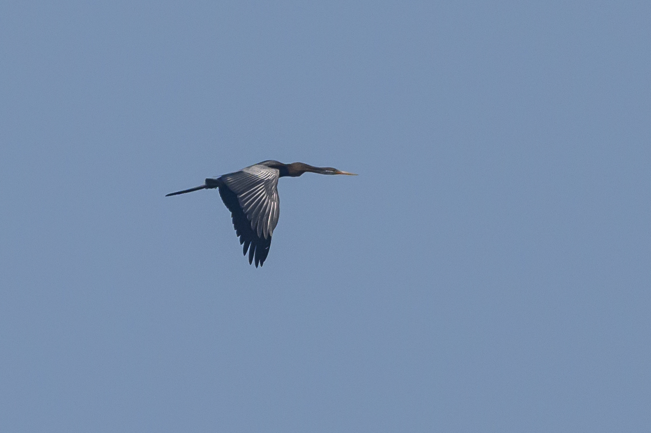 Oriental Darter