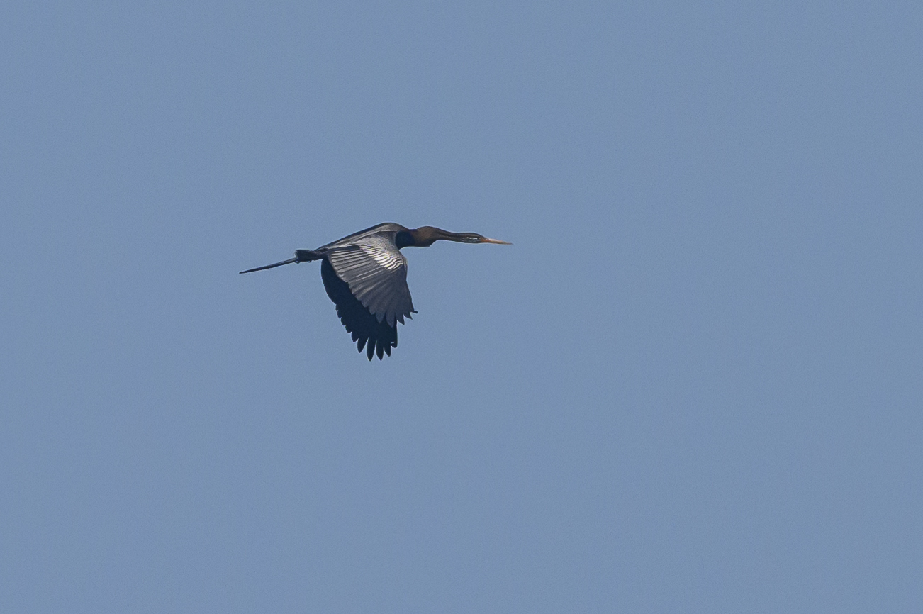 Oriental Darter