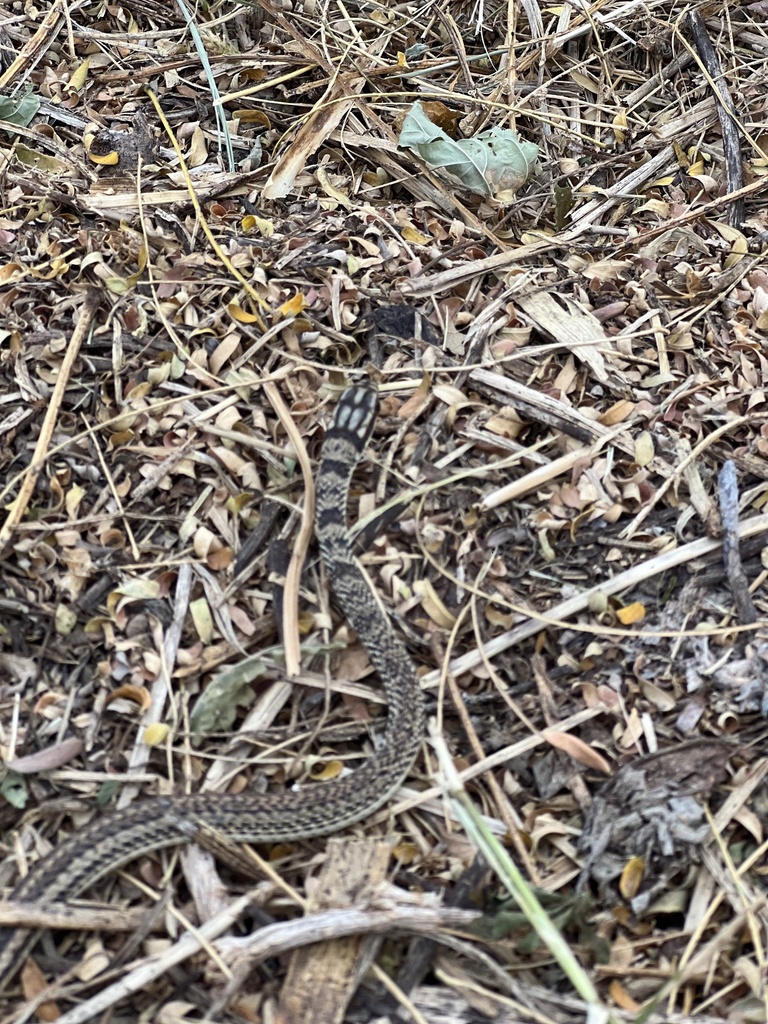 Mexican Patchnose Snake from Calle Monte Aconcagua, Colima, Col., MX on ...