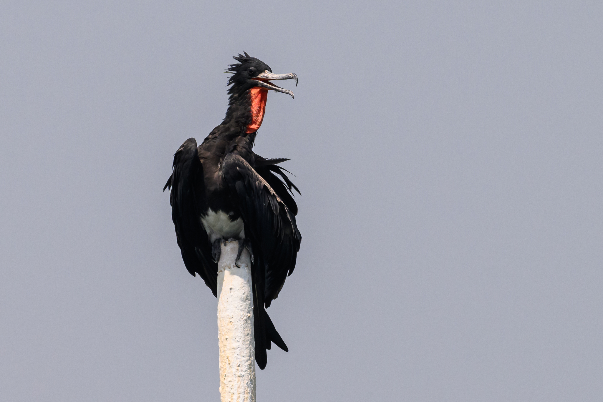 Christmas Frigatebird