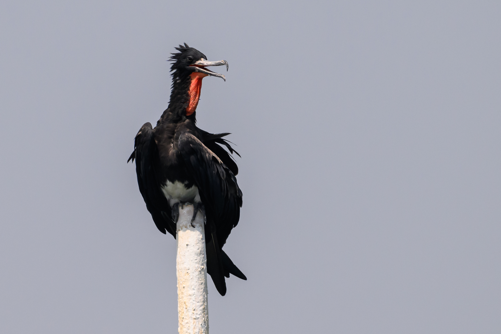 Christmas Frigatebird