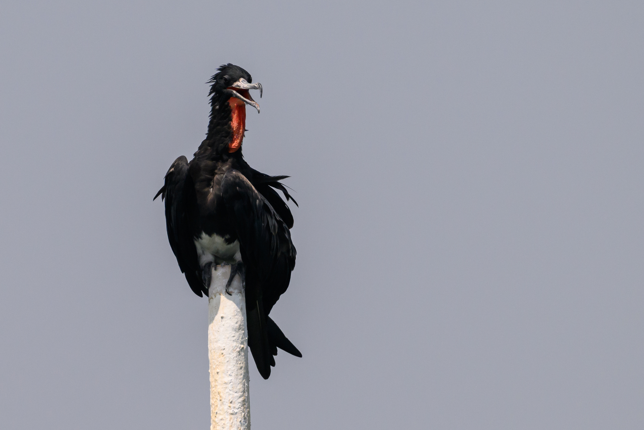 Christmas Frigatebird