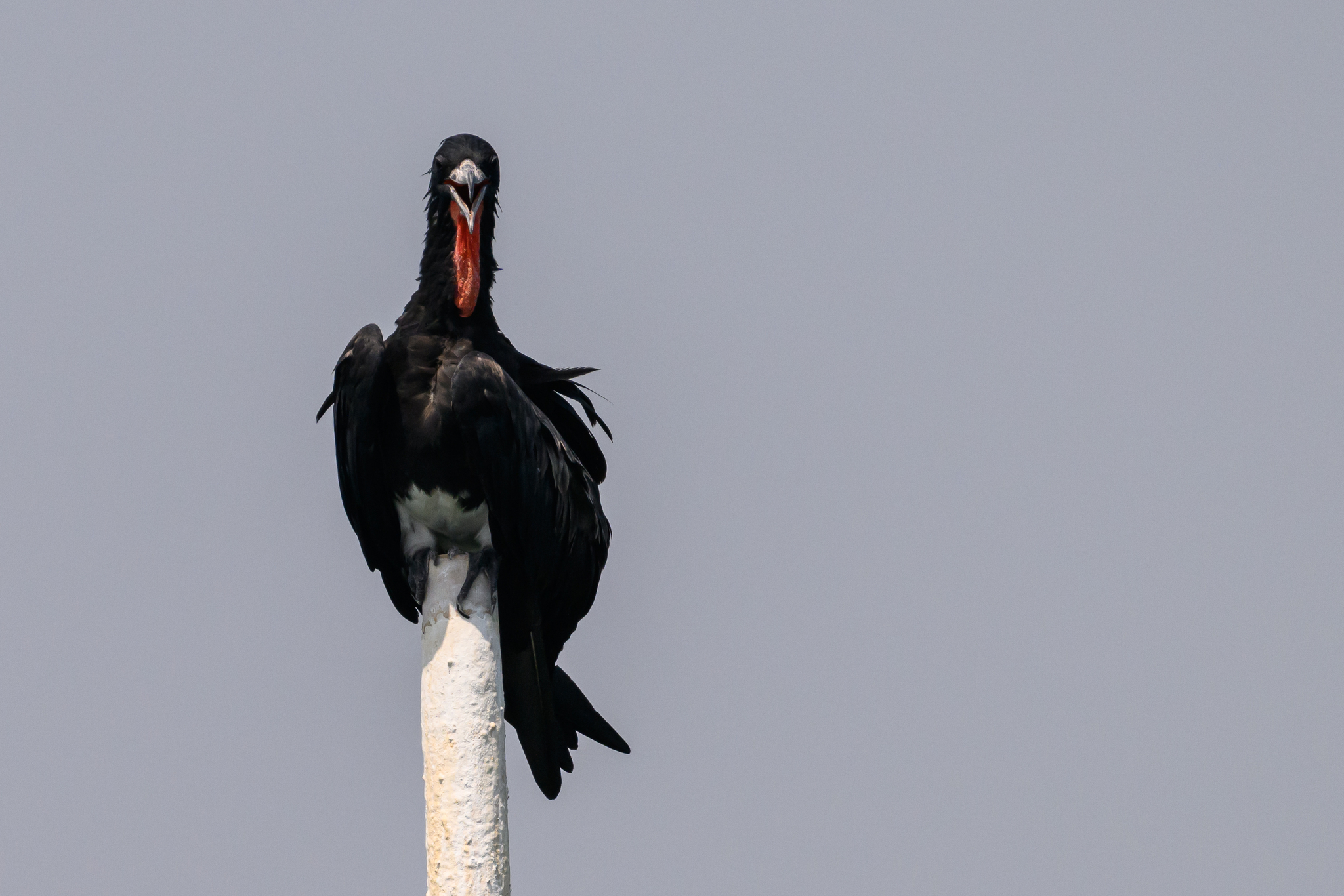 Christmas Frigatebird