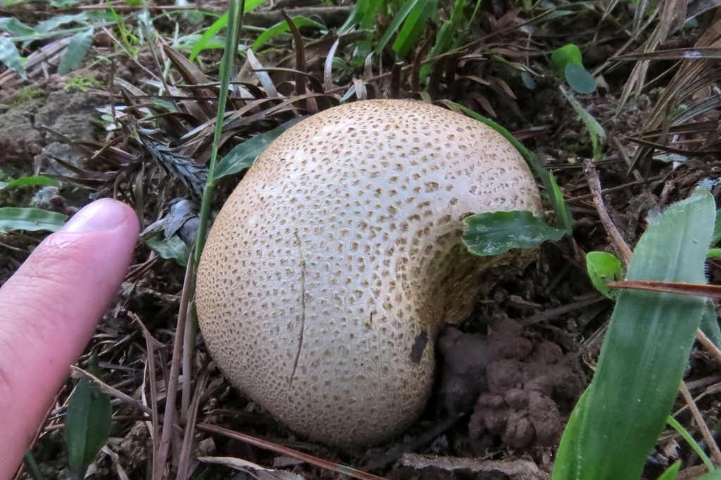 Scleroderma citrinum
