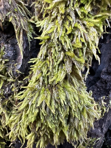 Brachythecium acuminatum observed 2024-01-29