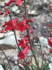 Penstemon utahensis