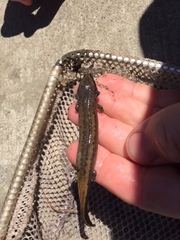 Necturus maculosus