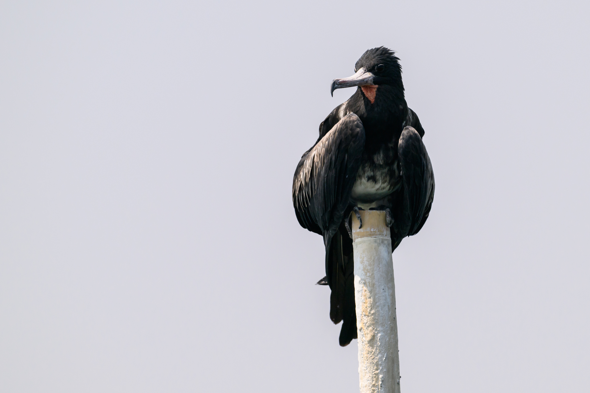 Christmas Frigatebird