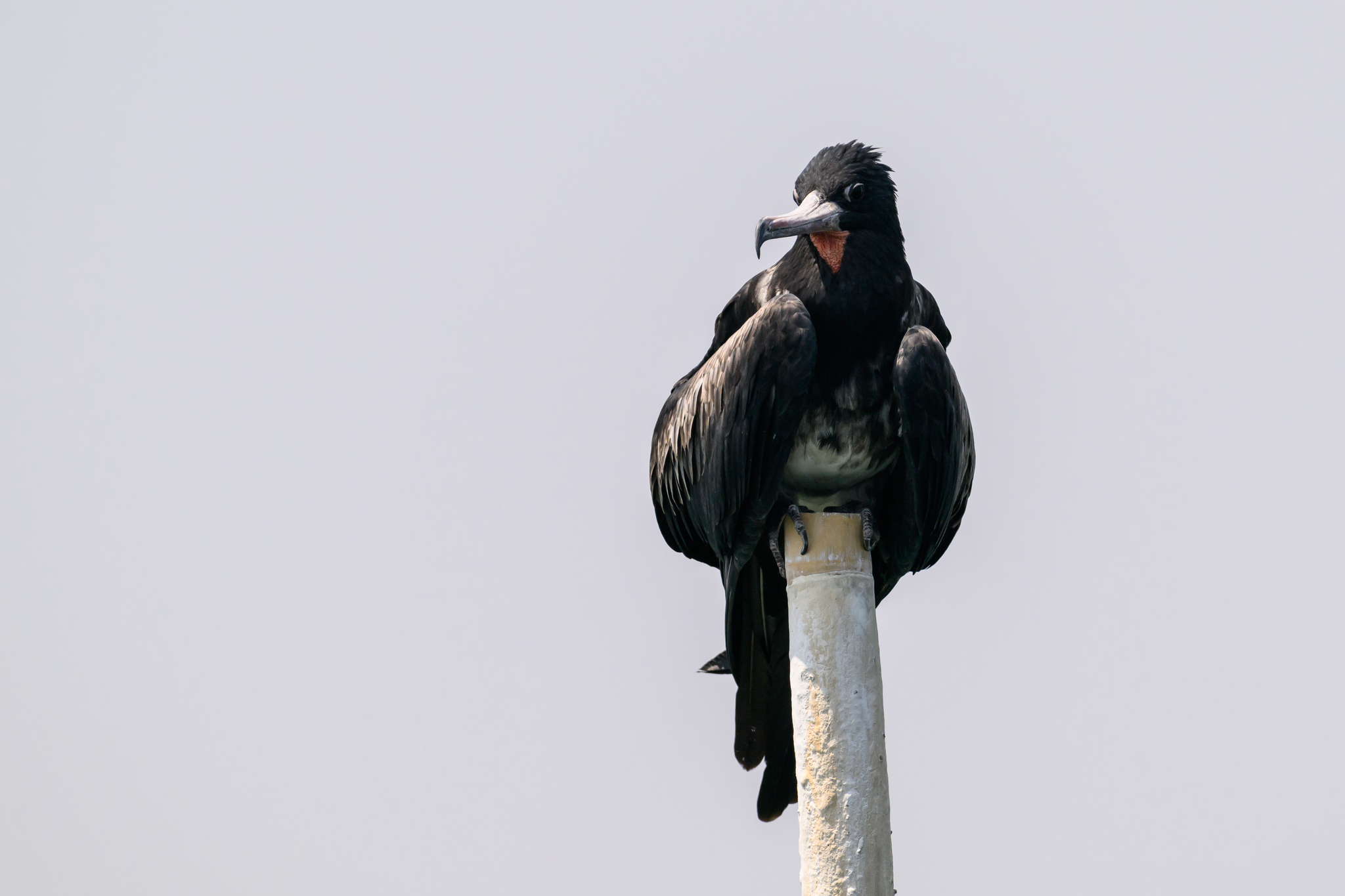 Christmas Frigatebird