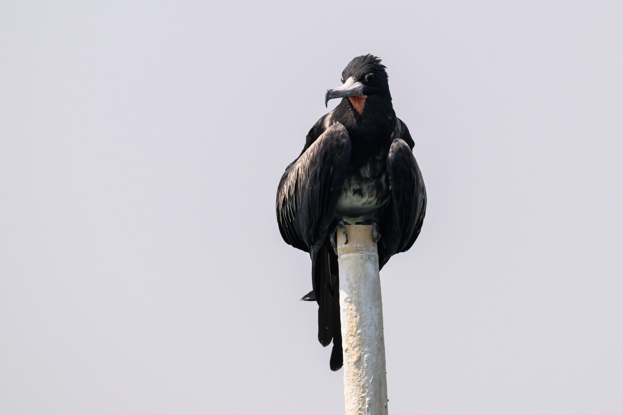 Christmas Frigatebird
