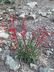 Penstemon utahensis