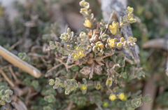 Prickly Xylocalyx (Xylocalyx aculeolatus)