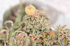 Socotran croton (Croton socotranus)