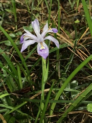 Iris speculatrix
