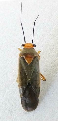 Lopidella flavoscuta