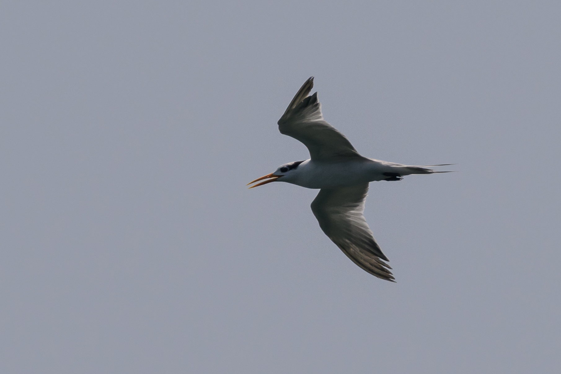 Lesser Crested Tern