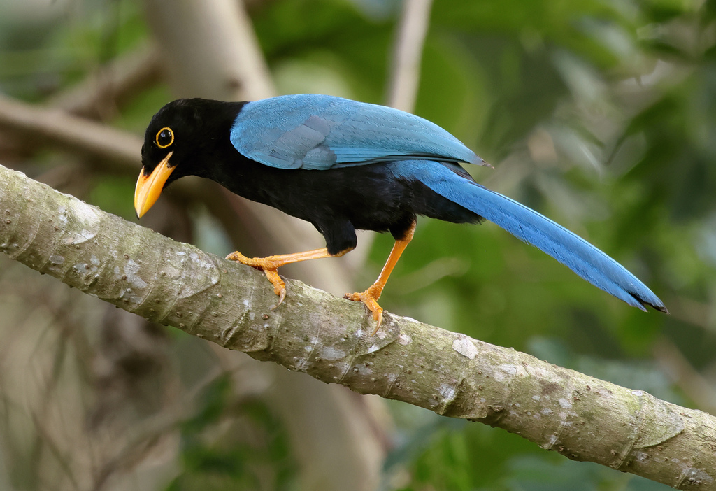 Yucatan Jay