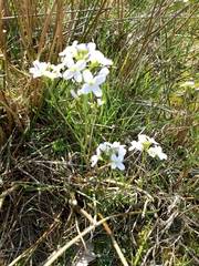 Cardamine pratensis