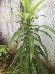 Lactuca indica