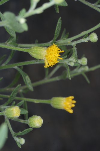 narrow-leaved rockdaisy (Perityle angustifolia)