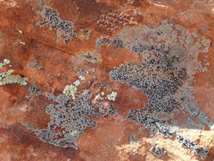 Rhizocarpales