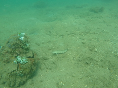 Parapercis hexophtalma