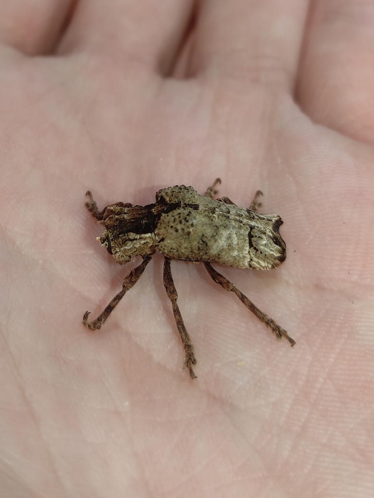 Trachysomus gibbosus