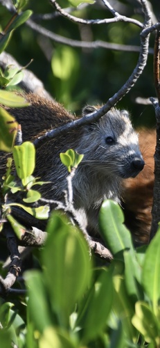 Desmarest's Hutia