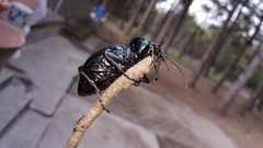 Carabus scabrosus