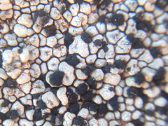 Rhizocarpales