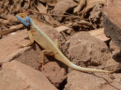Agama mossambica