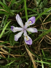 Iris speculatrix