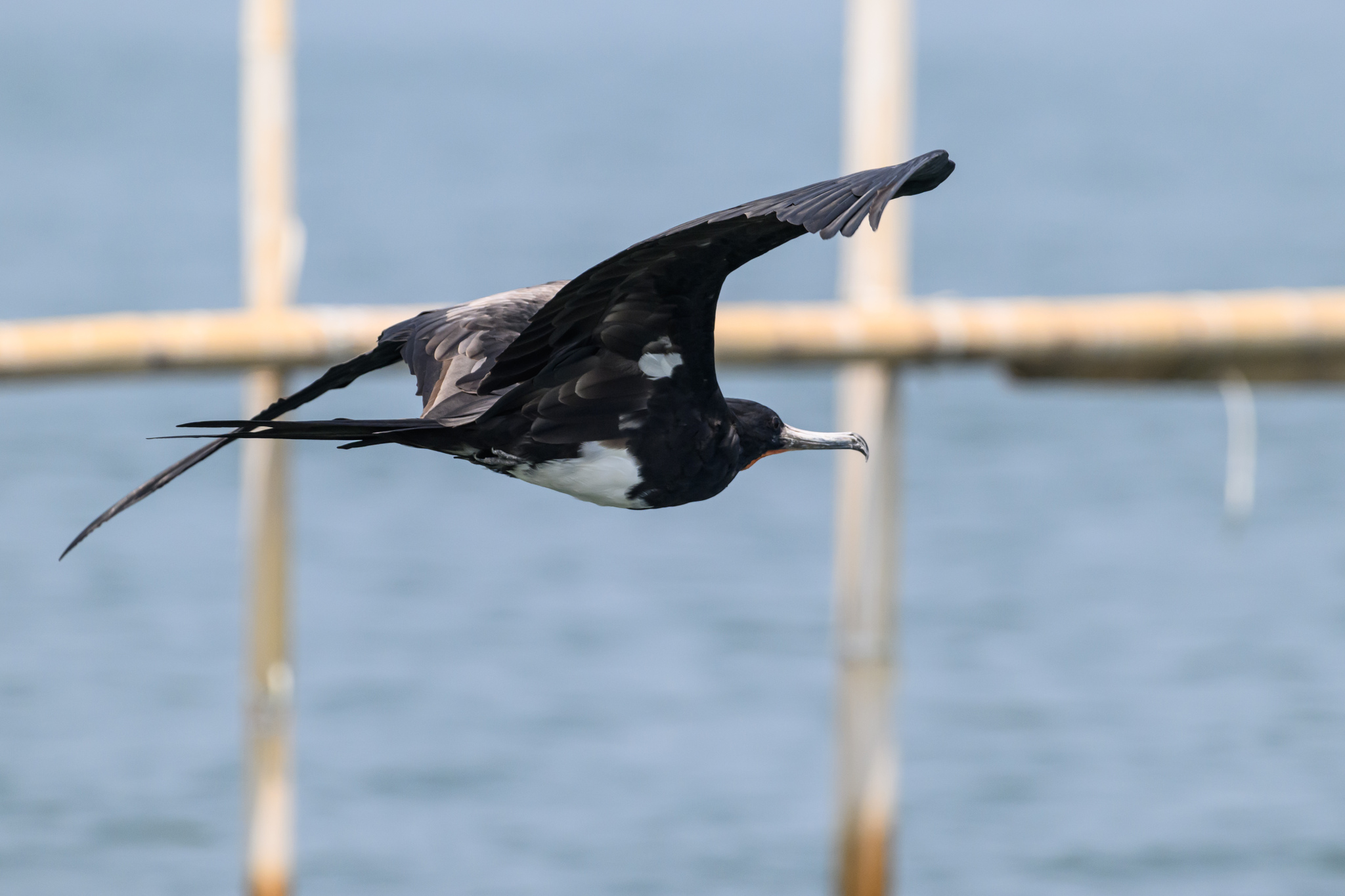 Christmas Frigatebird
