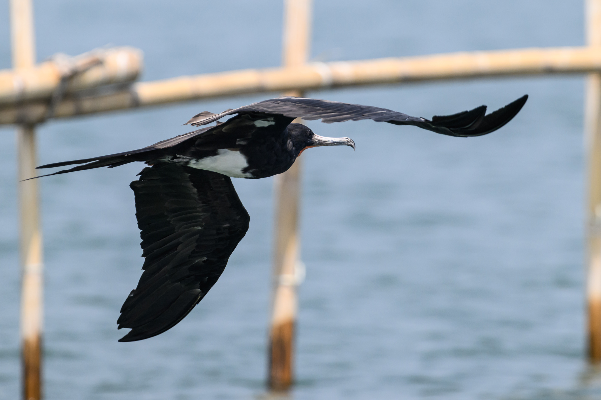 Christmas Frigatebird