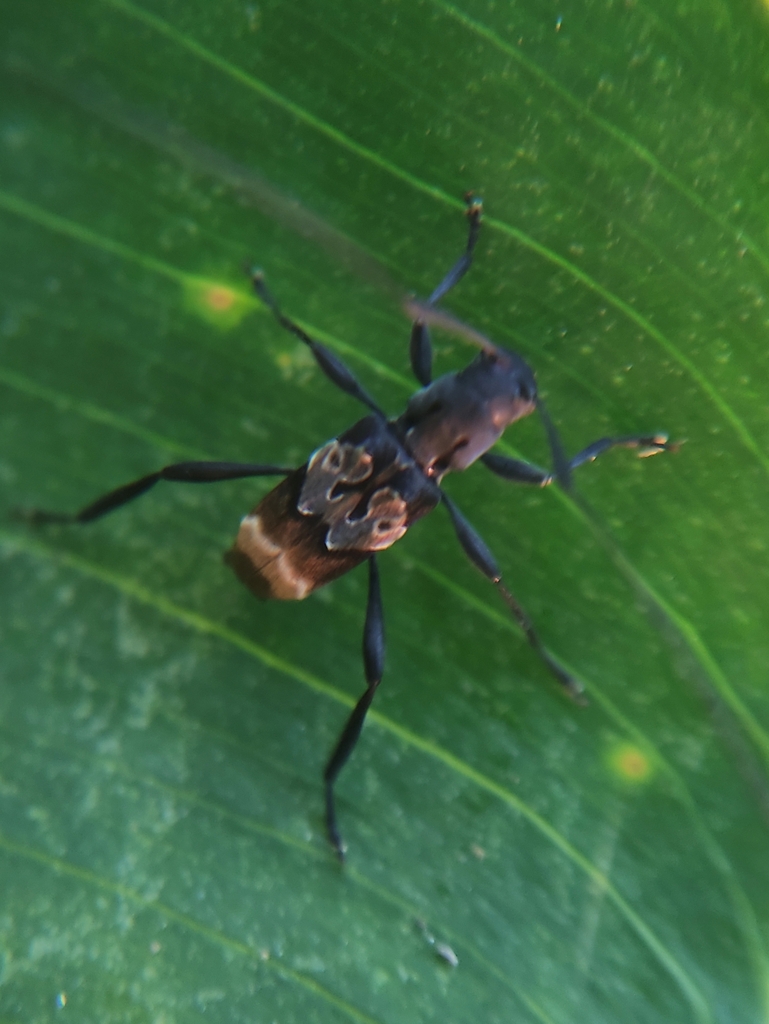 Microplia agilis