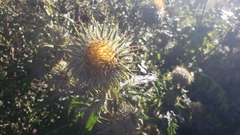 Cirsium subcoriaceum image