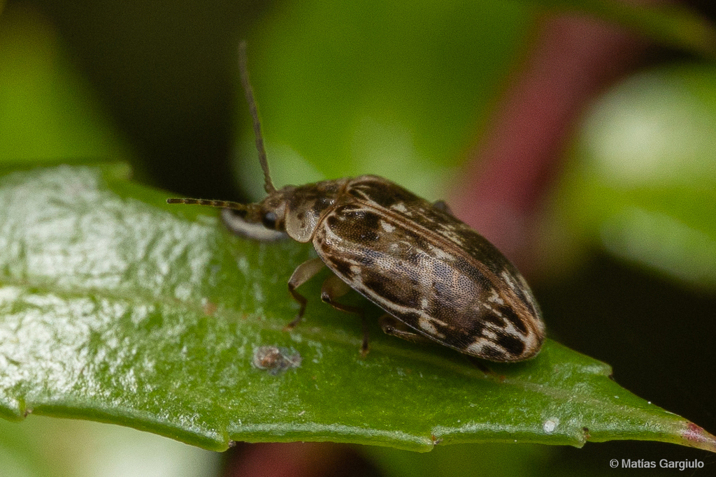 Pseudomicrocara hieroglyphica
